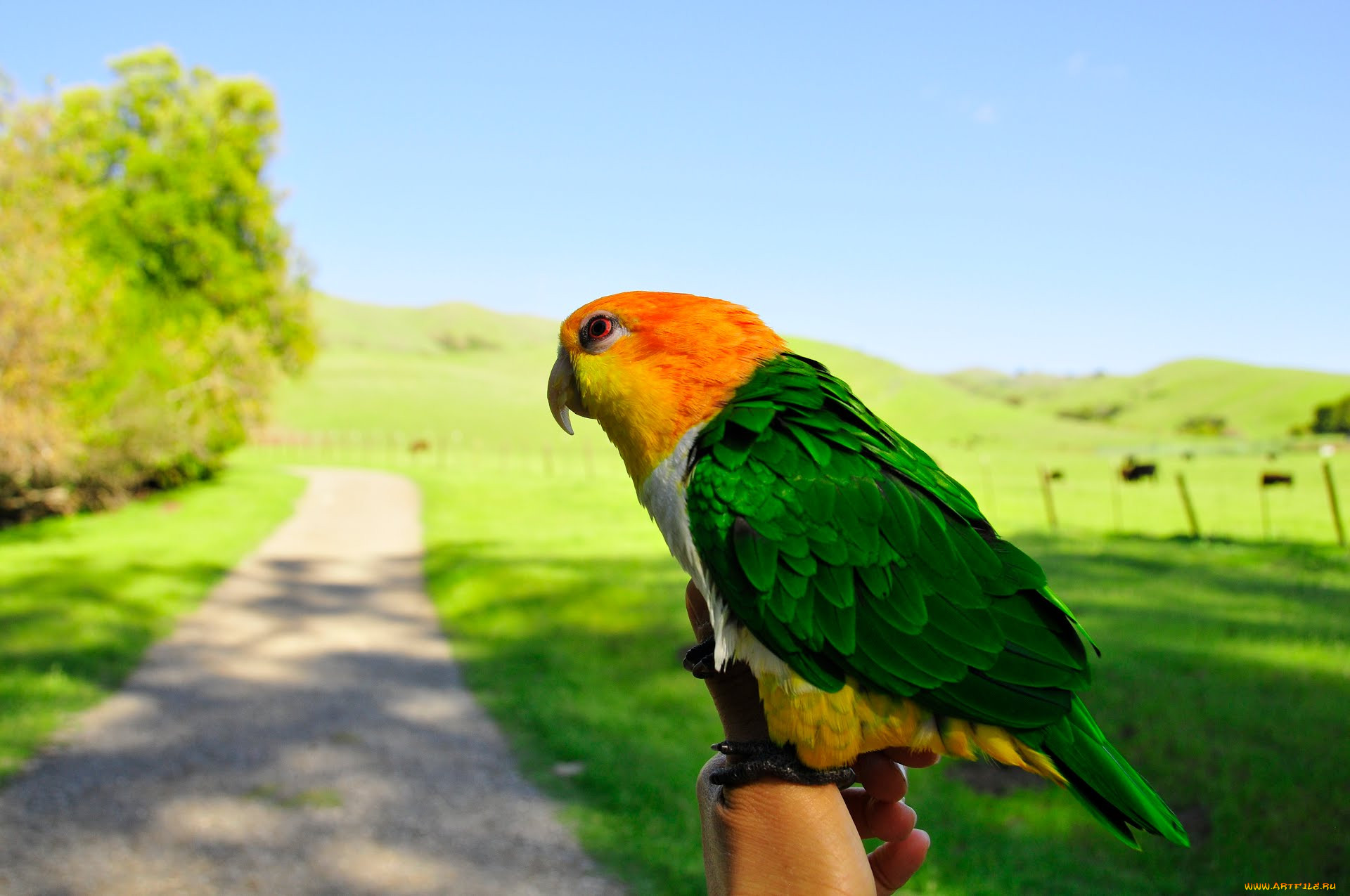 , , parrot